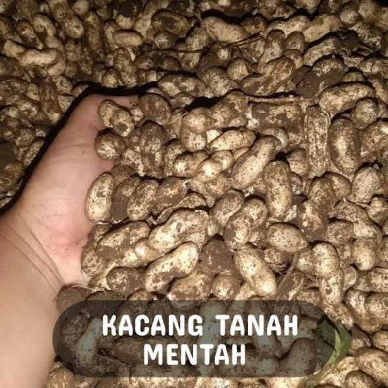 

kacang tanah/kacangbasahwonogiri