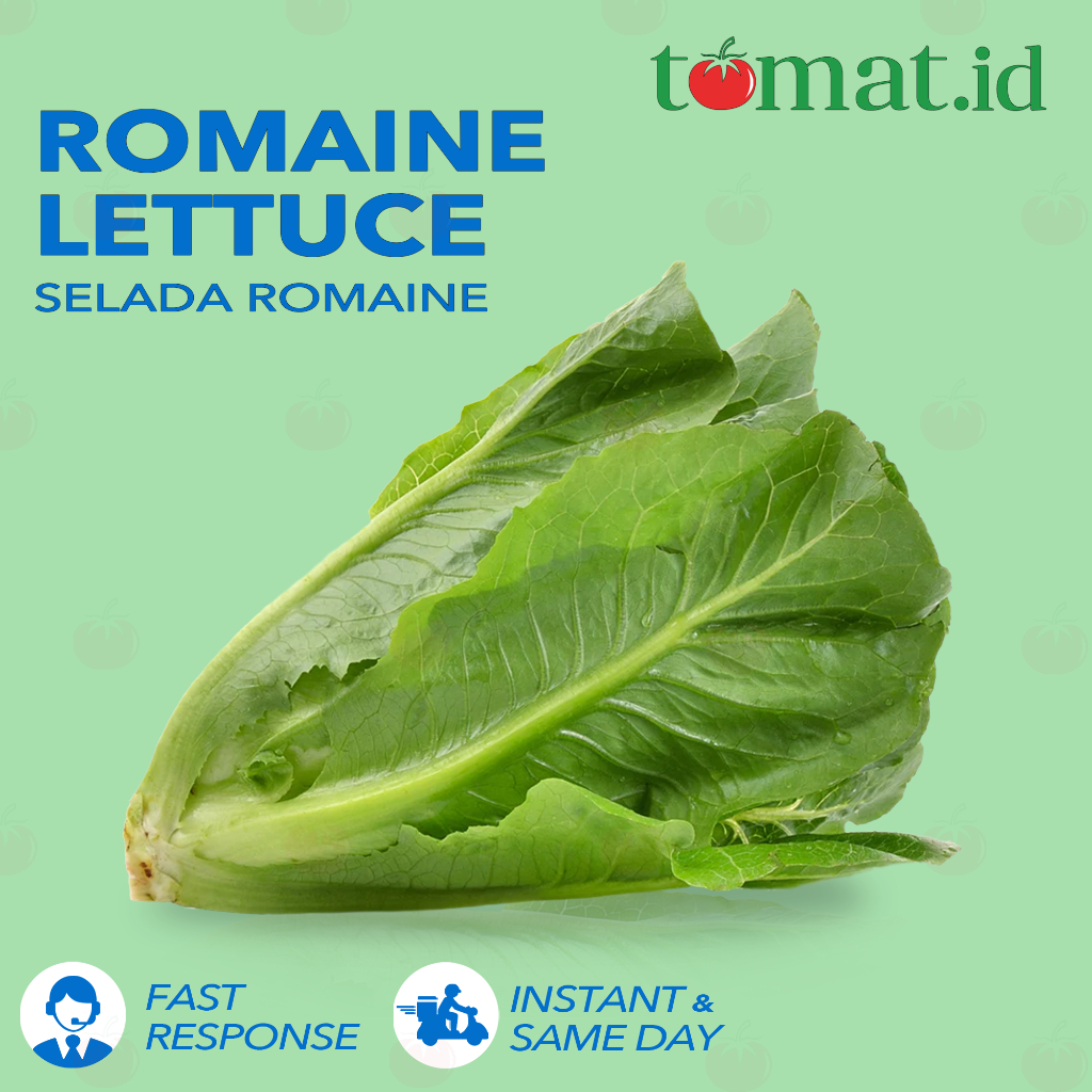 

Selada Romaine