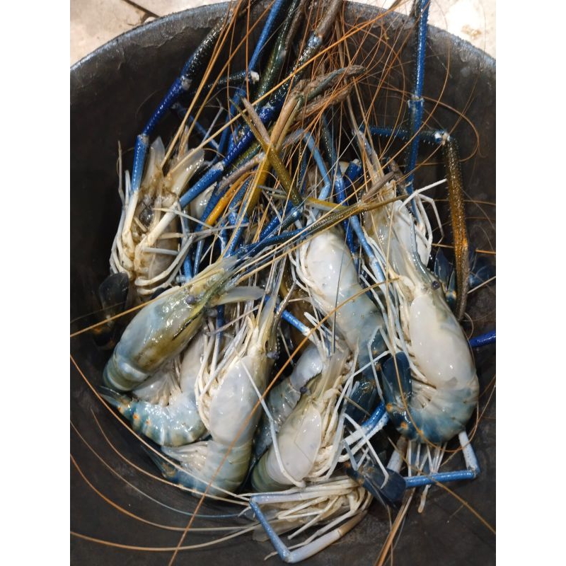 

UDANG GALAH 1KG