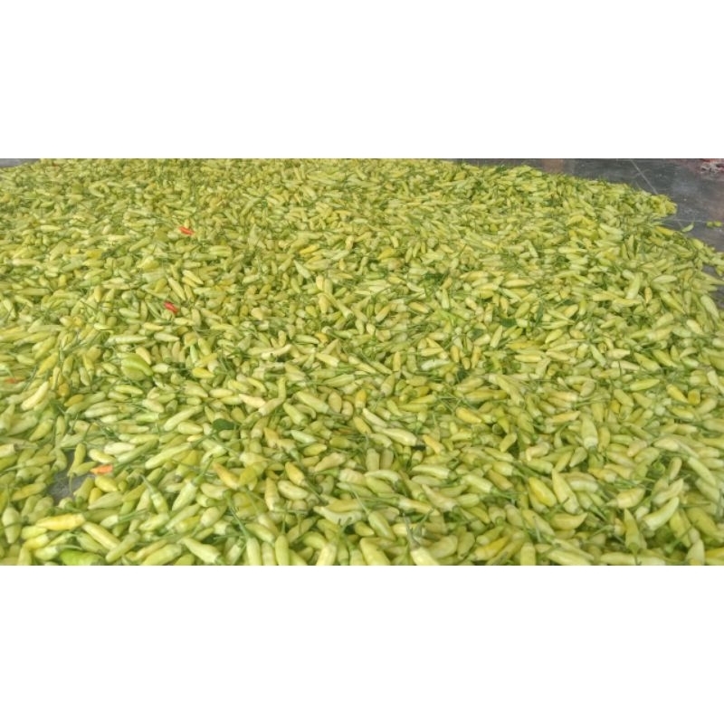 

cabe rawit putih/ cabe lalap 500 gram