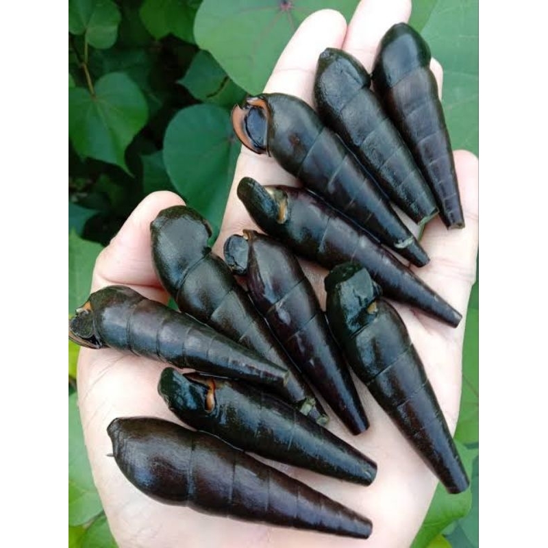 

SIPUT SUNGAI/KEONG SUNGAI/LANGKITANG FRES/1 KG