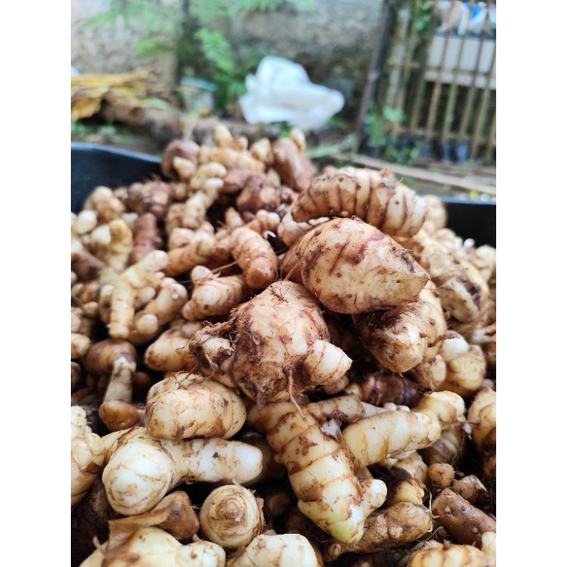 

Promo kunyit putih (curcuma zedoaria)segar 1 kg