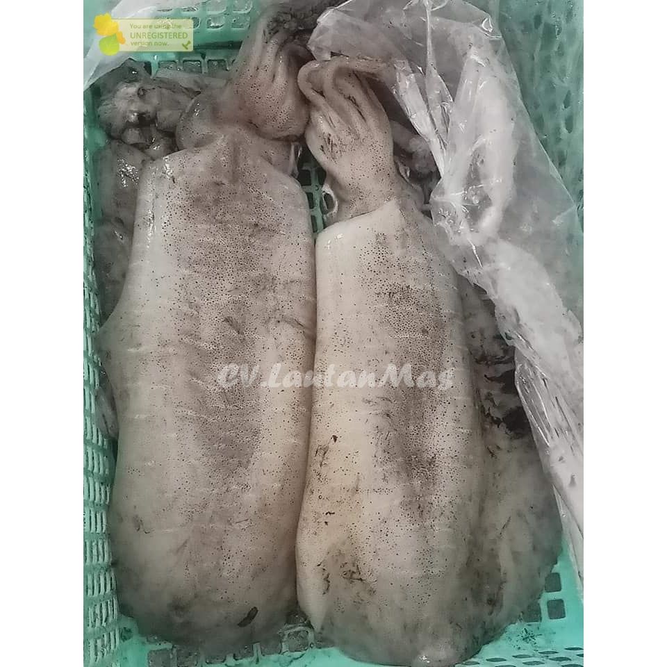 

Cumi Semampar Segar Cumi Semampar 1Kg