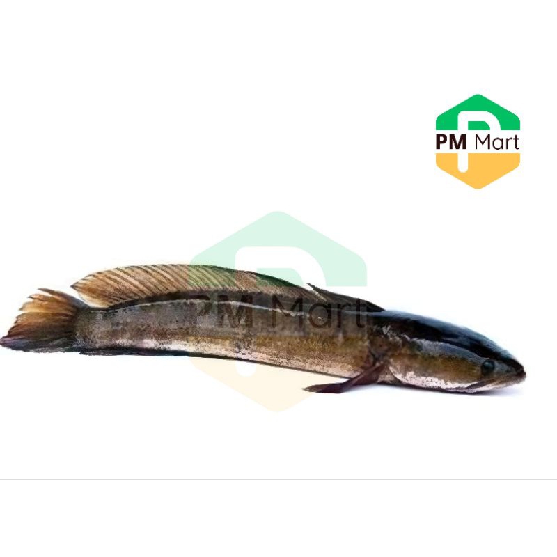 

Ikan Gabus Segar 500 Gram