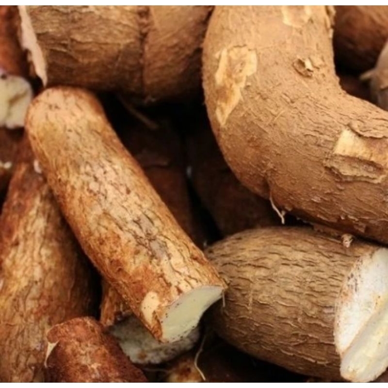 

umbi singkong murah 1 kg