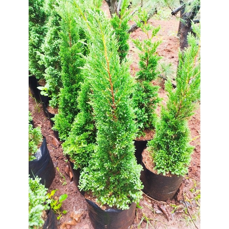 Tanaman hias hidup Cemara lilin atau Cemara Tretes ukuran 1 meter