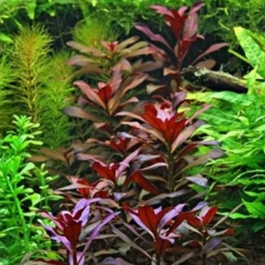 ludwigia glandulosa / ludwigia merah / tanaman aquascape / aquascape plant