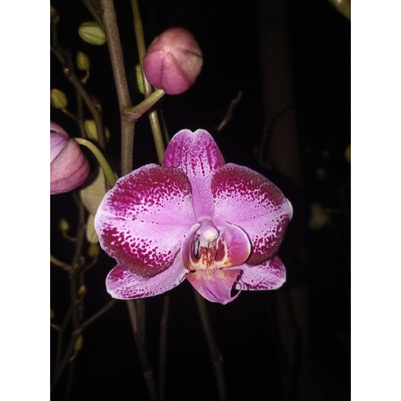 anggrek bulan premium pink bintik maroon ungu muda bercak merah tua keunguan phalaenopsis hybrid bun