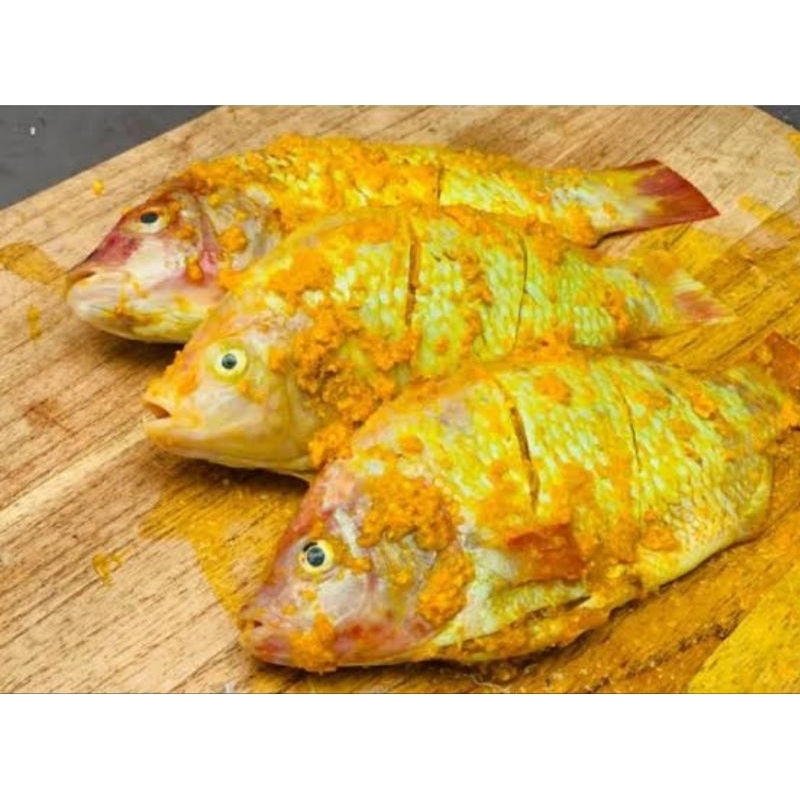 

ikan kakap merah bumbu kuning ±300gram kakap merah ungkep