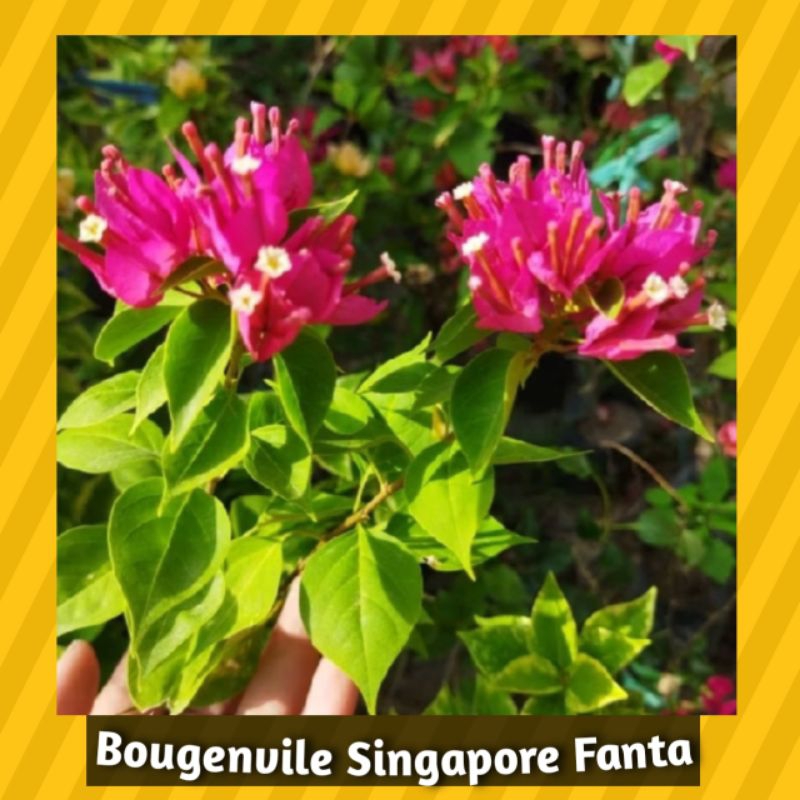 Bougenville Singapore Fanta ORI