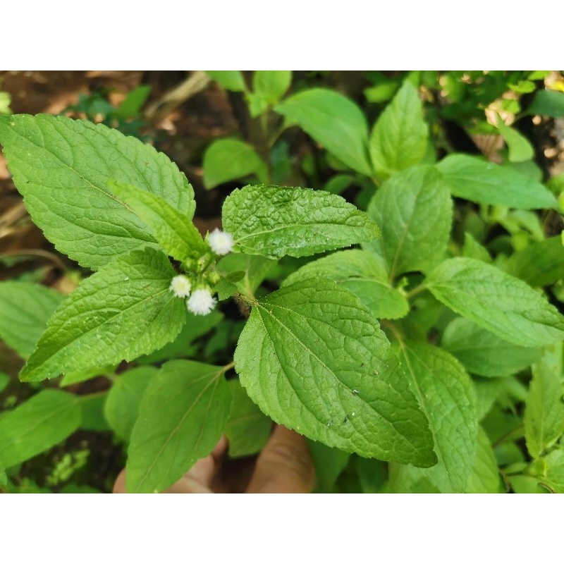 

daun bandotan 500 gram , obat herbal, obat alami, oabt tradisional, obat mag