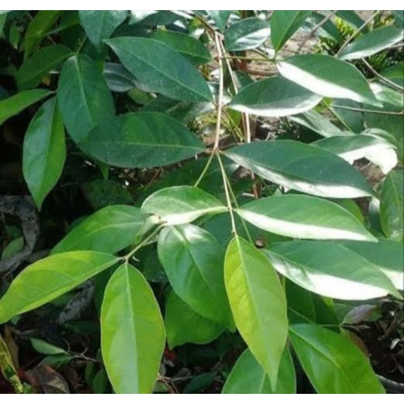 

Daun salam segar berjuta hasiat