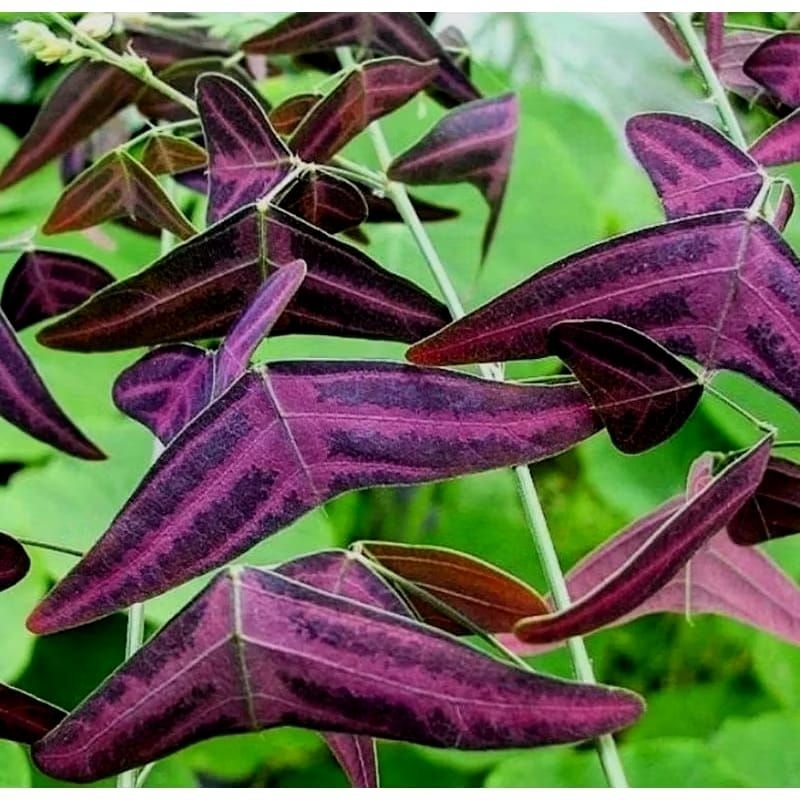 MURAH Tanaman hias Oxalis kupu-kupu batik - Oxalis triangularis batik merah