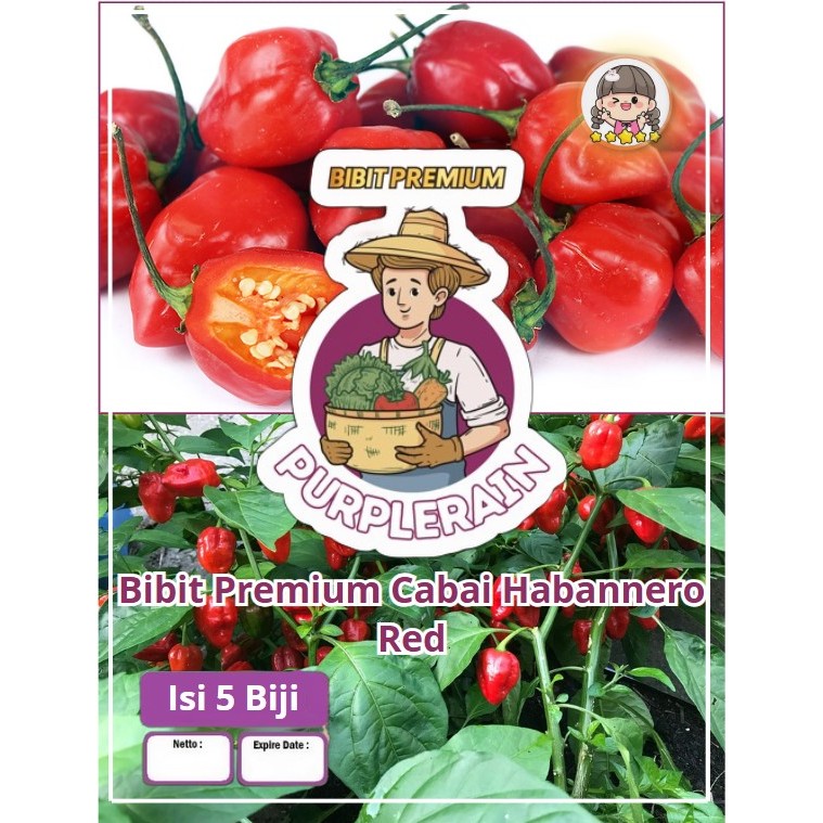 Bibit Premium Cabe Habanero Red | Biji Benih Cabe Habanero Merah