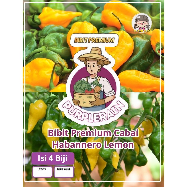 Bibit Premium Cabe Habanero Lemon | Biji Benih Cabe Habanero Lemon