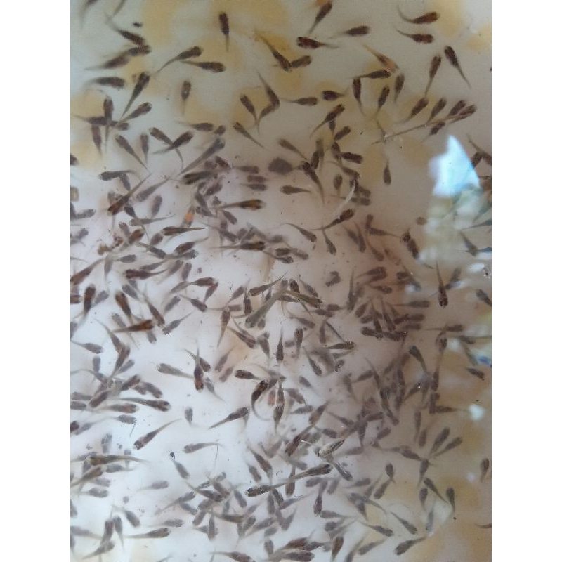 larva nila nirwana  150 ekor