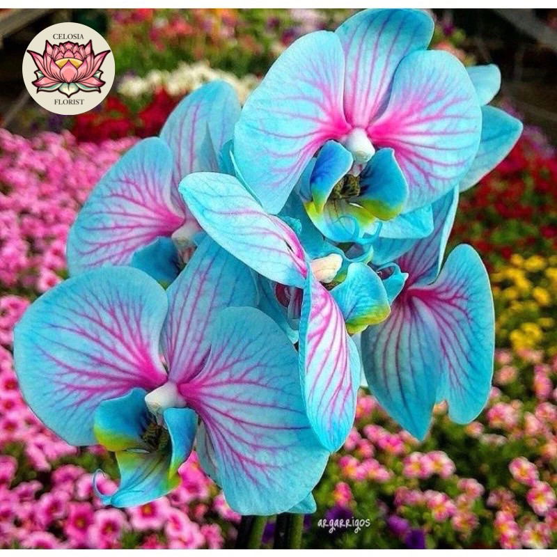 anggrek dendrobium blue - biru - tanaman hias anggrek - bunga hidup