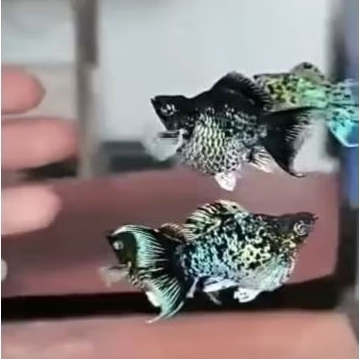 ikan molly balon blue electric cawang