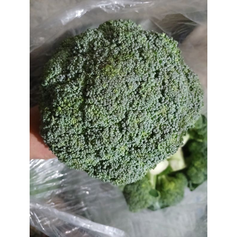 

BROKOLI LOKAL / BROKOLI IMPOR 500GRAM FRESH