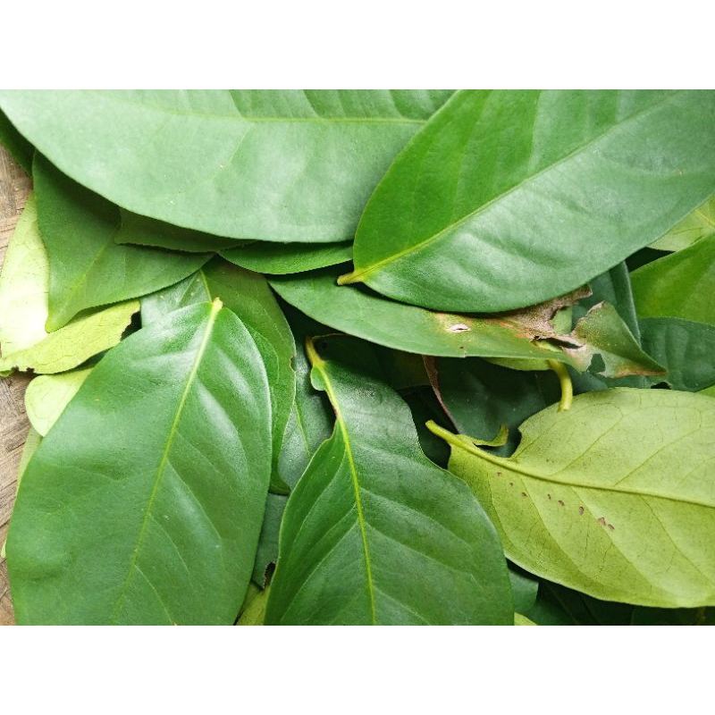 

Daun Salam Segar Hijau 100gr Rempah Alam Indonesia Daun Salam Bumbu Dapur