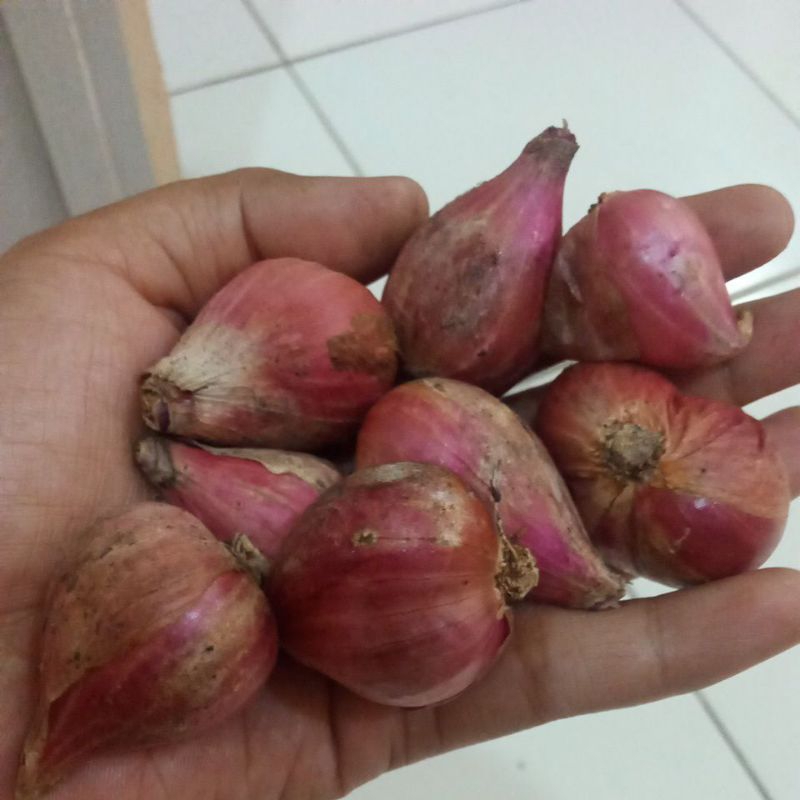 

bawang merah