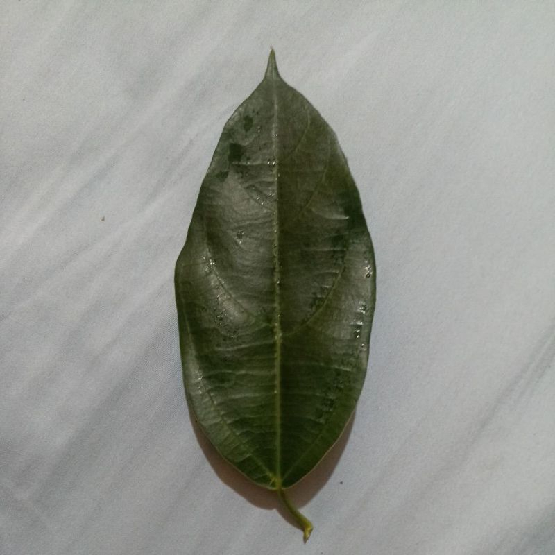 

Daun CINCAU 200 gram
