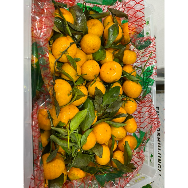 

Jeruk shantang tangerin unifresh / Jeruk tangerin