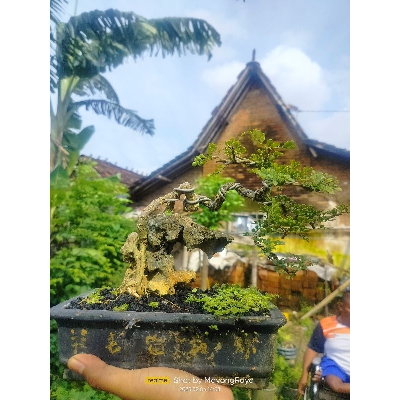 BonsaiKawis batu diatas batu ontherock