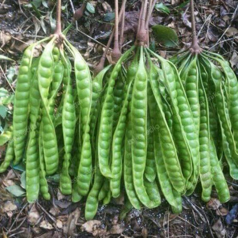 

Promo Pete Tua 5papan