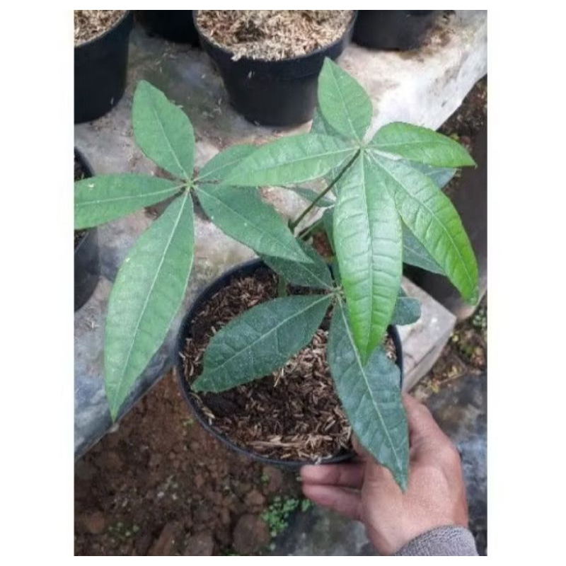 promo bibit pohon karet pachira unggul