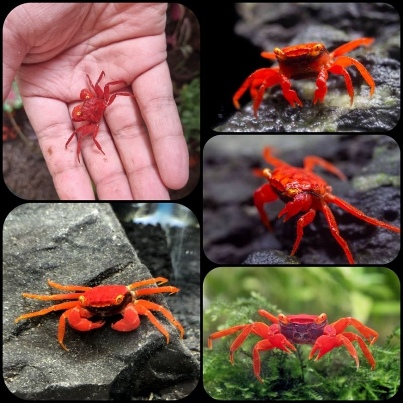 kepiting hias tomato vampire crab atau geosesarma tomato untuk aquarium dan aquascape