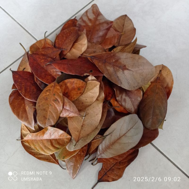 

Daun Nangka Kering 50 Lembar