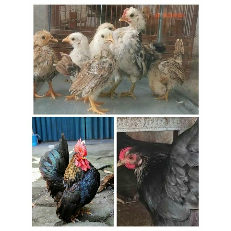 AYAM HIAS / AYAM KATE / AYAM MINI / MGG STORE