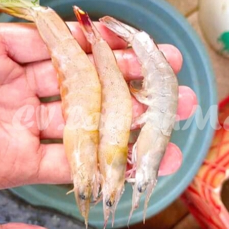 

Udang Api Segar Udang Api 1Kg