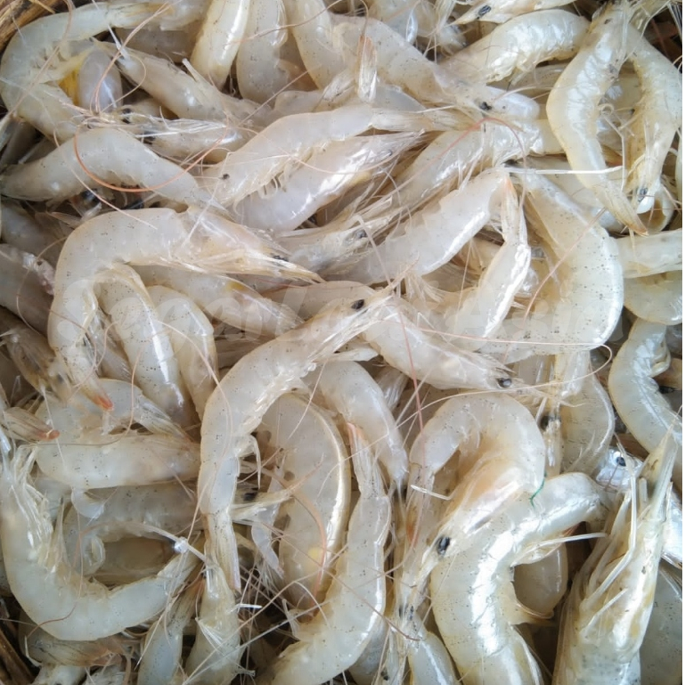 Udang 1Kg / Udang Segar / Udang Laut / Udang Kecil / Udang Peyek