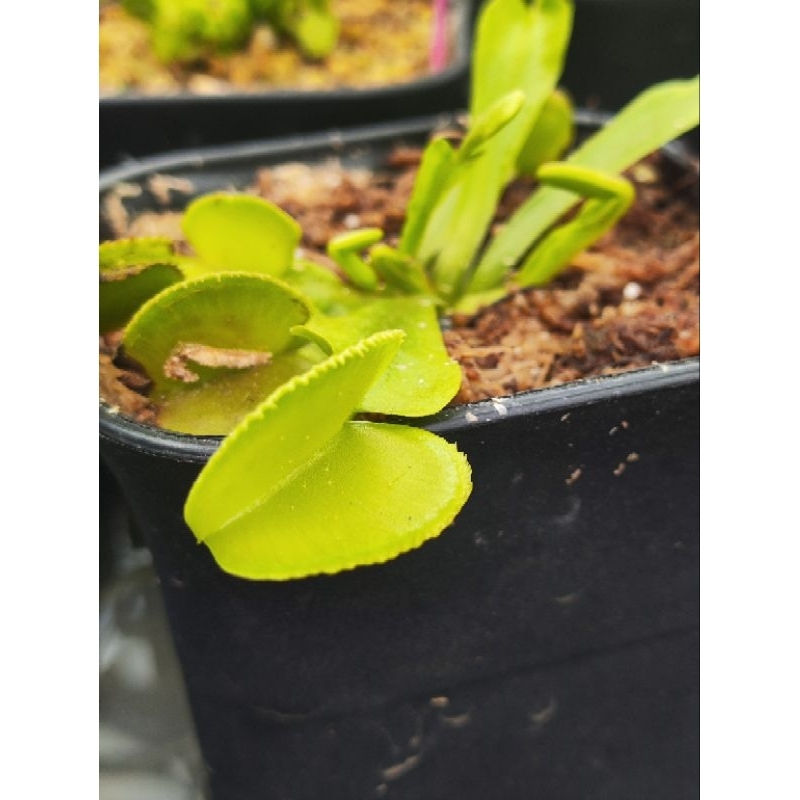 Dionaea Muscipula Microdent/Venus flytrap