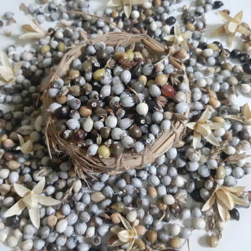 

Biji Jali Jali 1 kg/ bahan aksesoris
