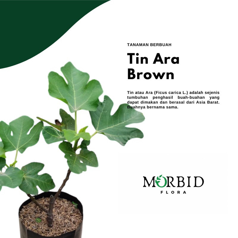 Bibit Tanaman Buah Tin Ara Coklat (Brown Turki)