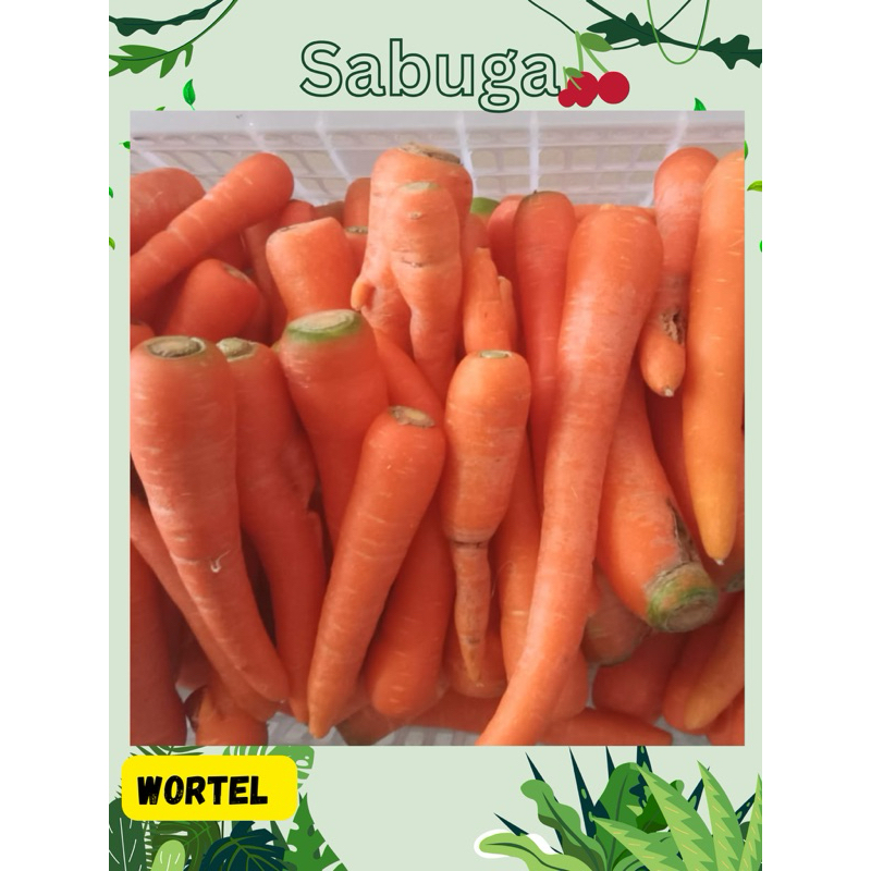 

WORTEL BERASTAGI