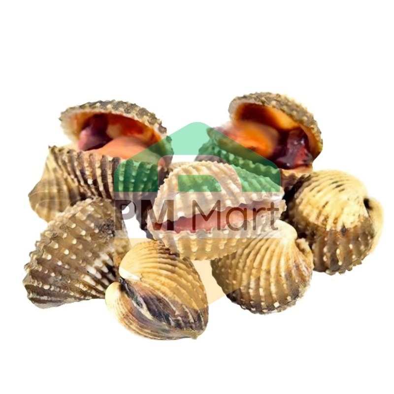 

Kerang Dara Segar 500 Gram