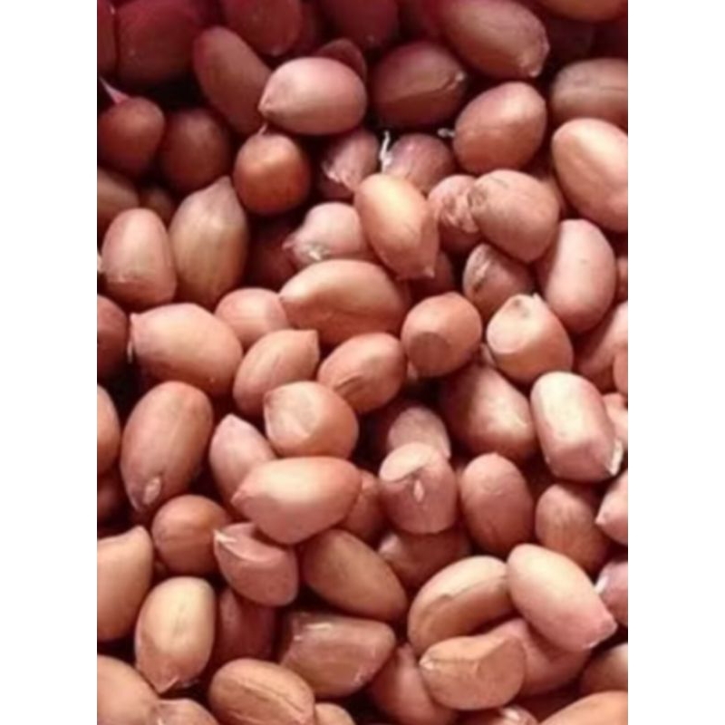 

Kacang tanah kulit ari TJ