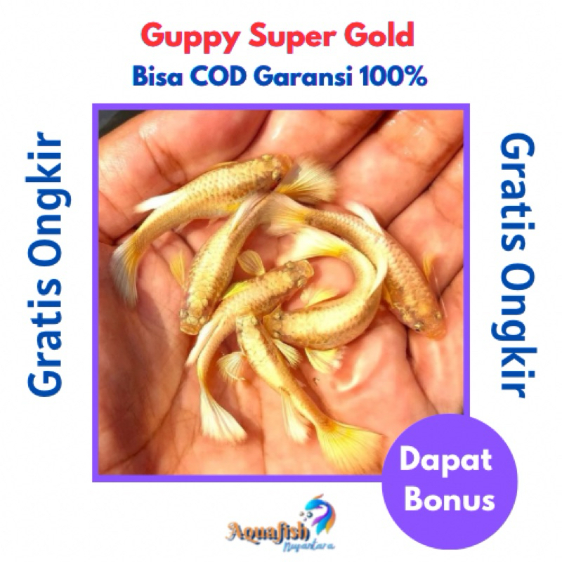 Guppy Super Gold Per pasang
