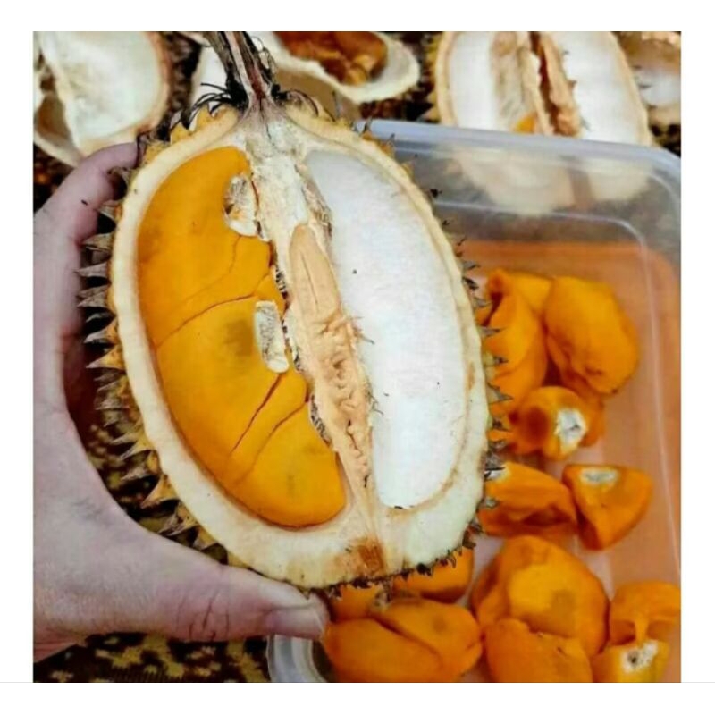 

Durian lay kupas 500gram manis kalimantan