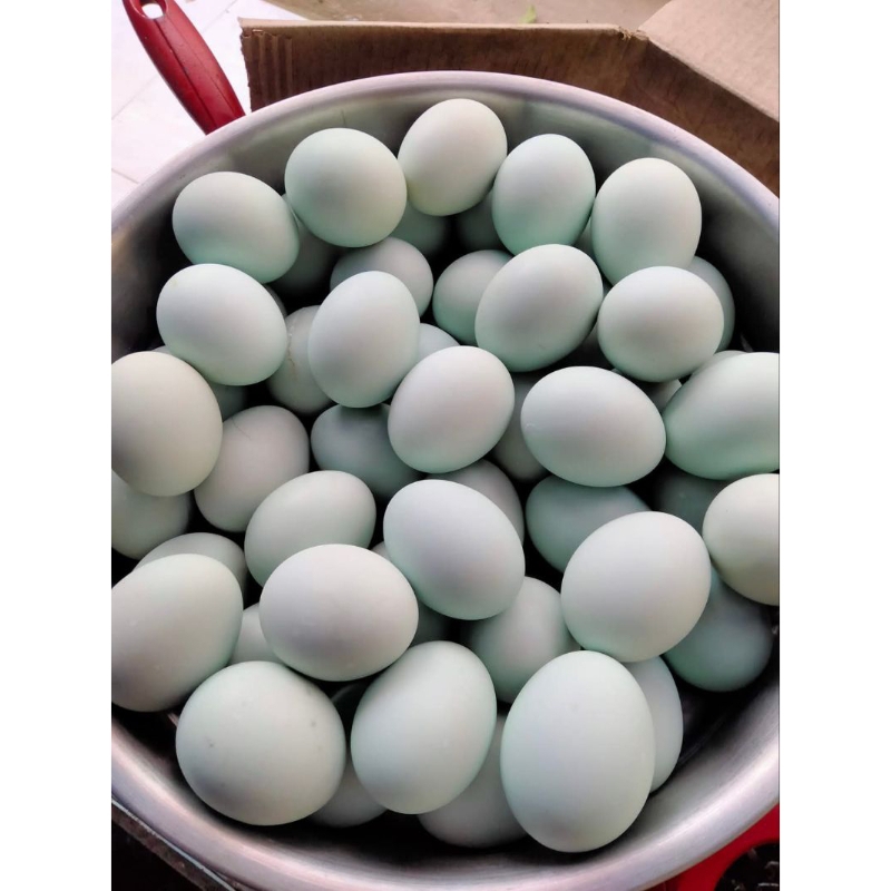 

TELUR ASIN BANYUMAS ISTIMEWA