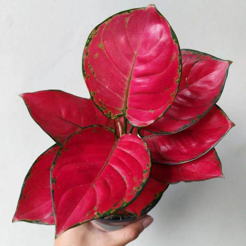 Tanaman bibit red anjamani anakan 1/2 daun /aglonema red anjamani anakan