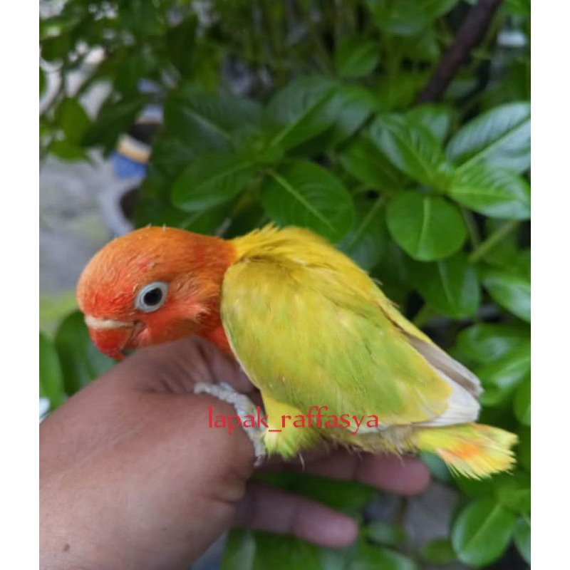 burung lovebird biola pastel anakan