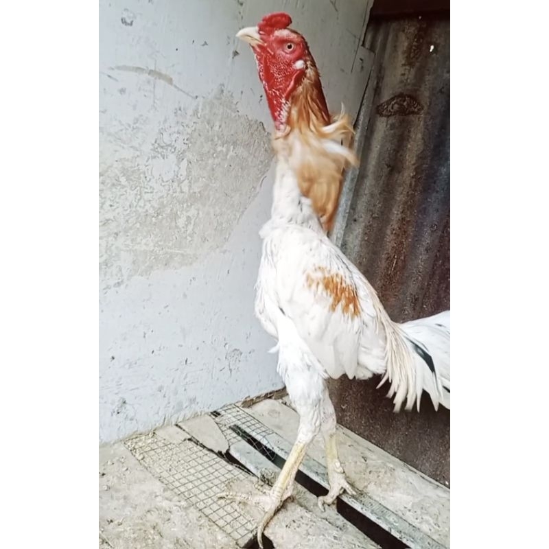 

Telur Fertil Ayam Aduan (Sale Per biji)