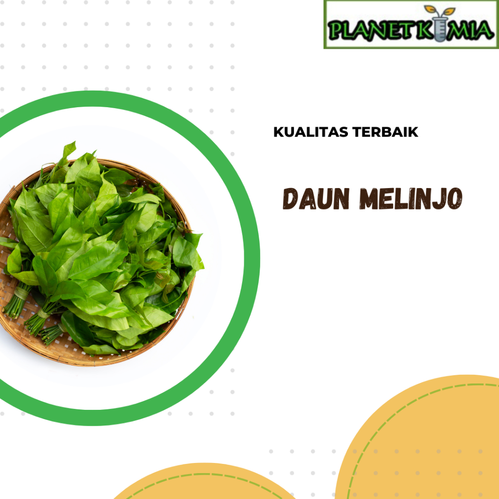 

ekstrak daun melinjo best product