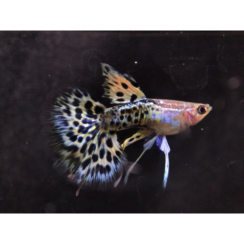 Guppy leopard siap indukan