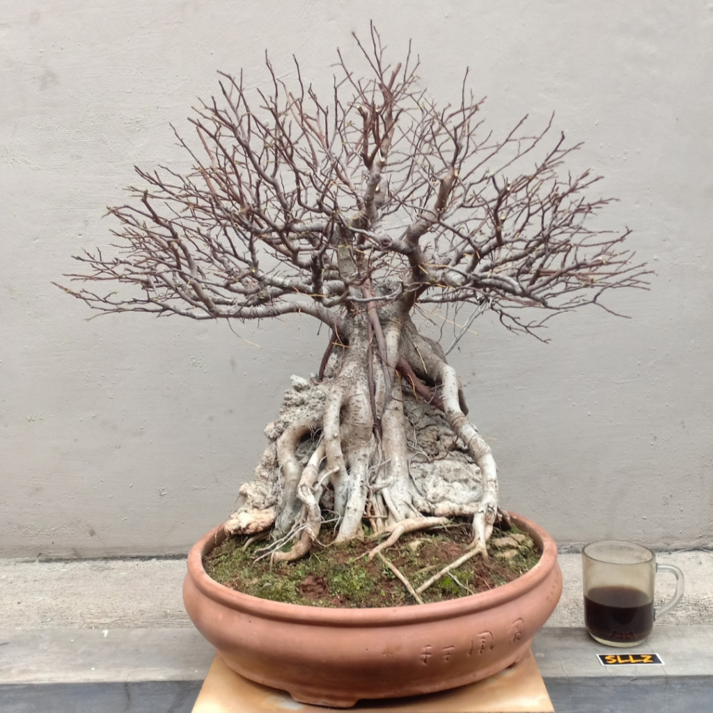 Bonsai Beringin On The Rock Jadi Siap Kontes Sesuai Gambar